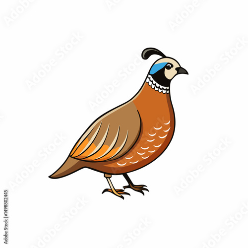 Quail Bird Perched On White