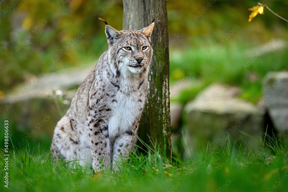 Obraz premium Eurasian lynx ( Lynx lynx ) close up