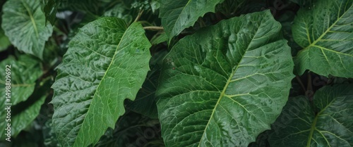 Wallpaper Mural Close-up of vibrant green leaves, showing intricate vein patterns and texture ,  garden,  spring Torontodigital.ca