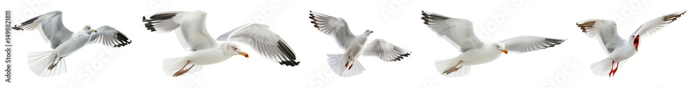 Fototapeta premium PNG Seagulls soaring in flight, element set on transparent background