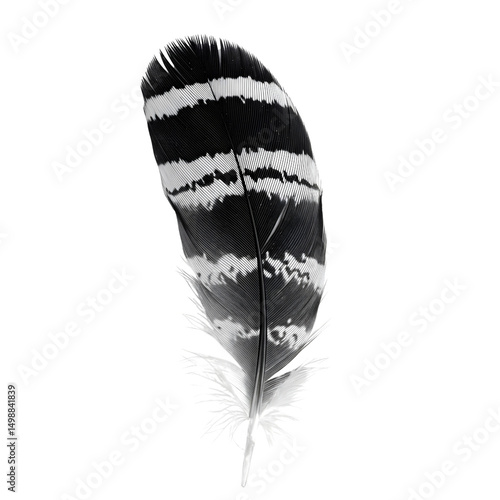 Black and white striped bird feather isolated on black
