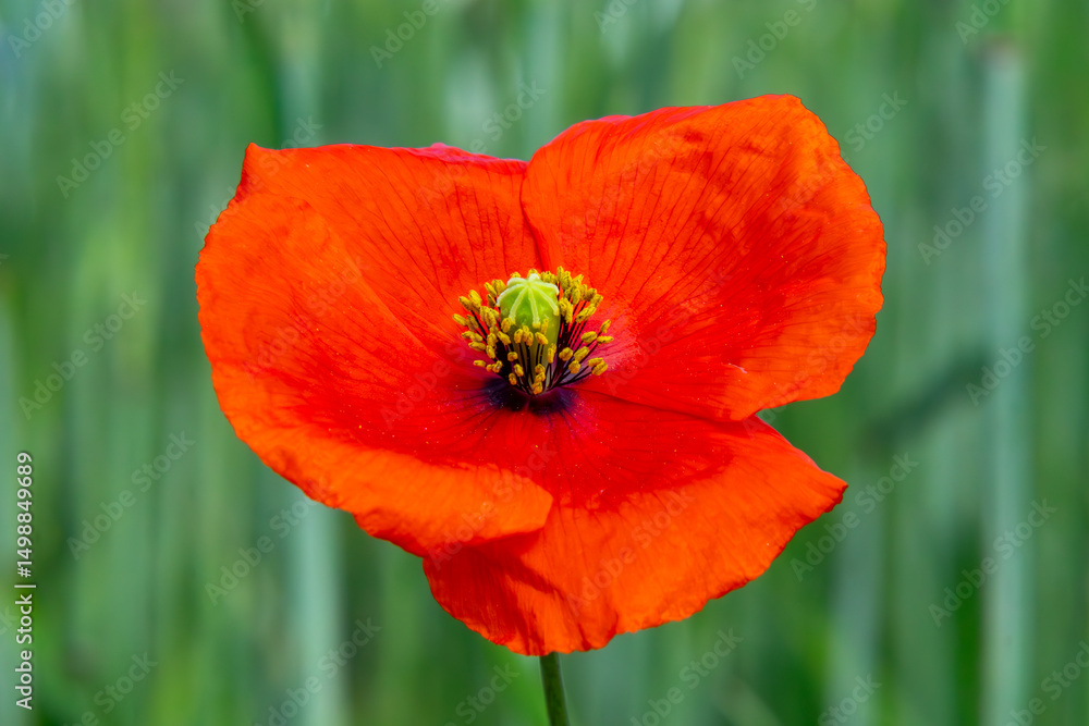Close-up of a red poppy flower with a blurred green field background – symbol of summer and nature Close-up of a red poppy flower with a blurred green field background – symbol of summer and nature