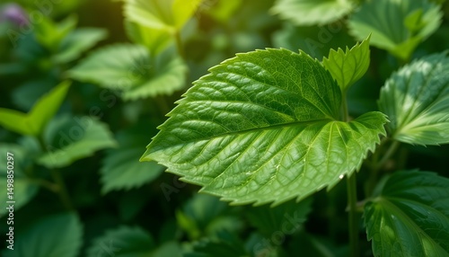 Natural Green Leaf Garden Summer Background Ecology Wallpaper








