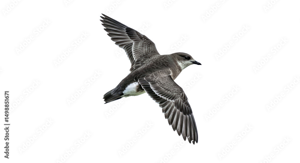 Obraz premium Elegant Ancient Murrelet: Flying, Wings Spread, Isolated on White Background