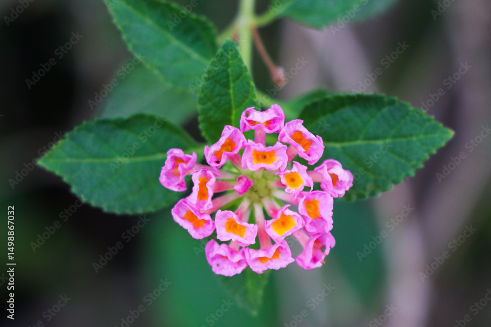 Charming Pink Lantana Blossom with Lush Green Leaves Charming Pink Lantana Blossom with Lush Green Leaves