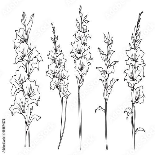 Foto Beautiful gladiolus flower outline line art vector graphic
