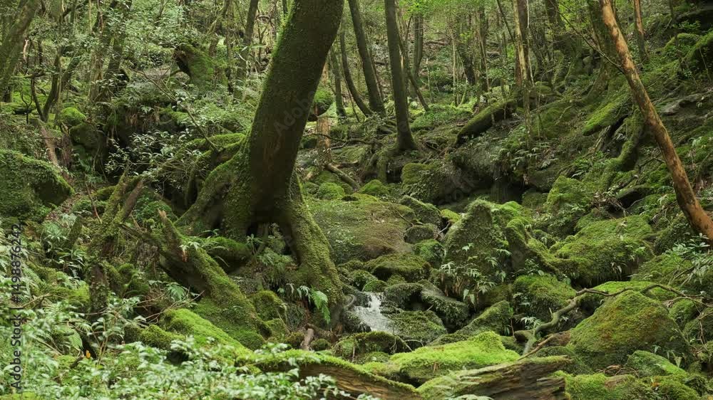 Ascending gimbal shot through the ancient moss-covered cedar forest of Yakushima, Japan. Lush greenery, roots, and rocks soaked in mist and mystery. Ascending gimbal shot through the ancient moss-covered cedar forest of Yakushima, Japan. Lush greenery, roots, and rocks soaked in mist and mystery.