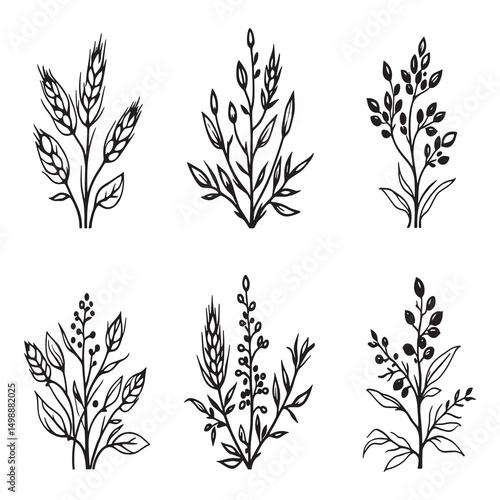 buckwheat and soybeans natural agricultural plant vector line art