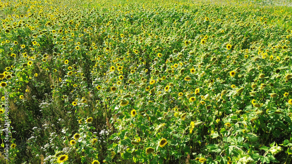 Obraz premium Yellow sunflower field with dense blooming flowers on a clear day