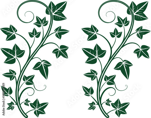 Elegant green ivy vine silhouette vector design with curling tendrils and pointed leaves, ideal for borders, nature decorations, botanical illustrations, and ornamental plant-themed art projects.