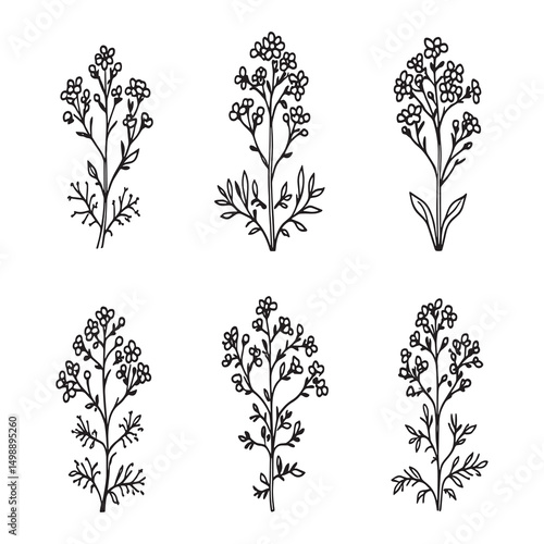 clean canola floral illustration line art style vector