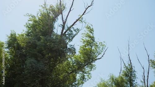 Strong winds sway trees in Cerevic Serbia showcasing nature's power