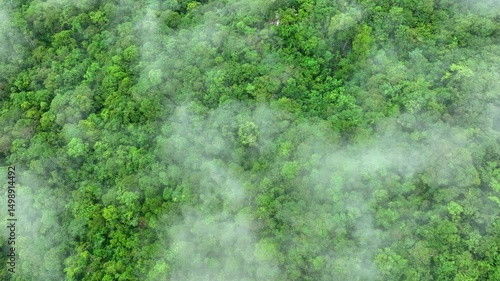 Wallpaper Mural Aerial view of fog-covered forest highlights the importance of sustainable trees in preserving natural carbon sinks and supporting ecosystem resilience against extreme weather events.
 Torontodigital.ca