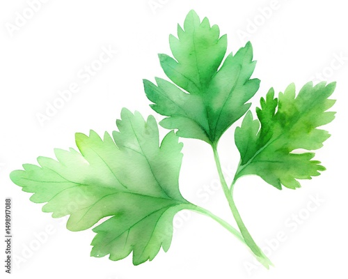 green leaf isolated on white background