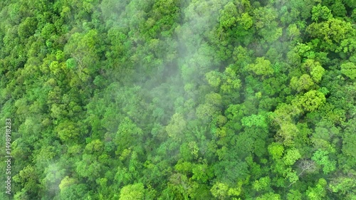 Drone flies above lush, mist-covered forest, illustrating the importance of healthy trees in carbon sequestration and protecting nature from extreme weather events.

