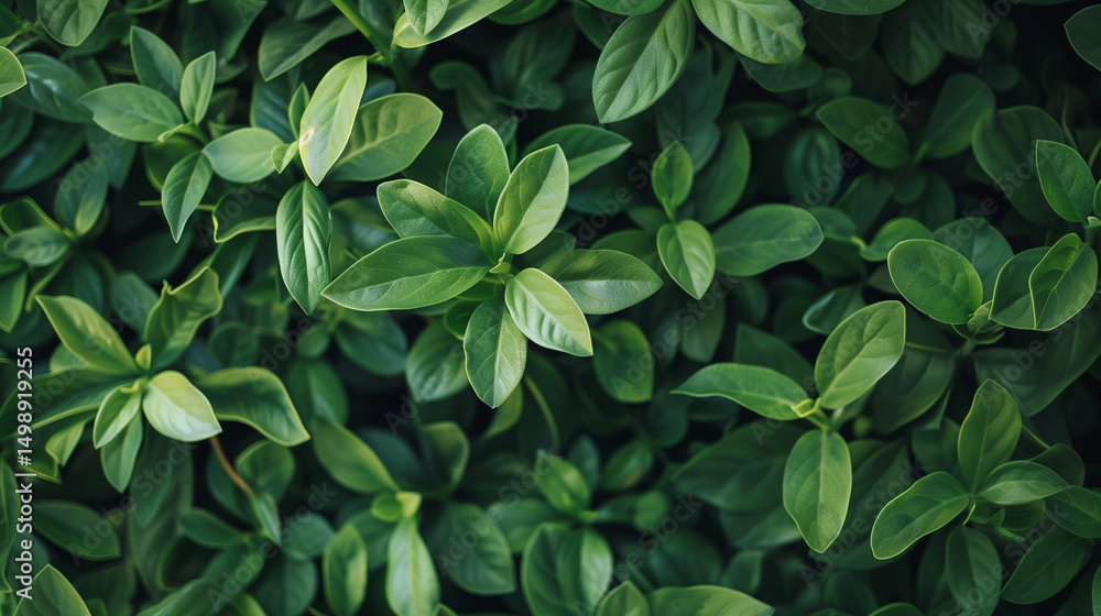 Green leaves. Nature of green leaf in garden at summer. Green leaves. Nature of green leaf in garden at summer.