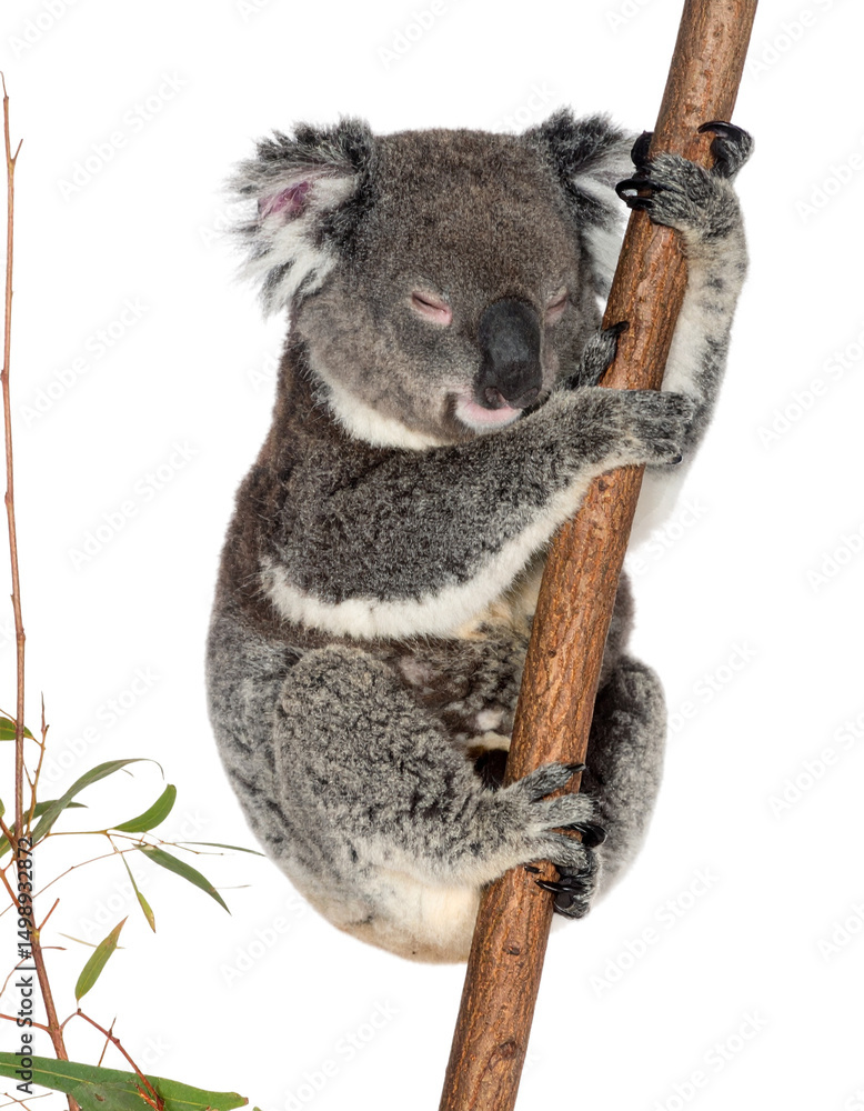 Naklejka premium Koala sleeping soundly.