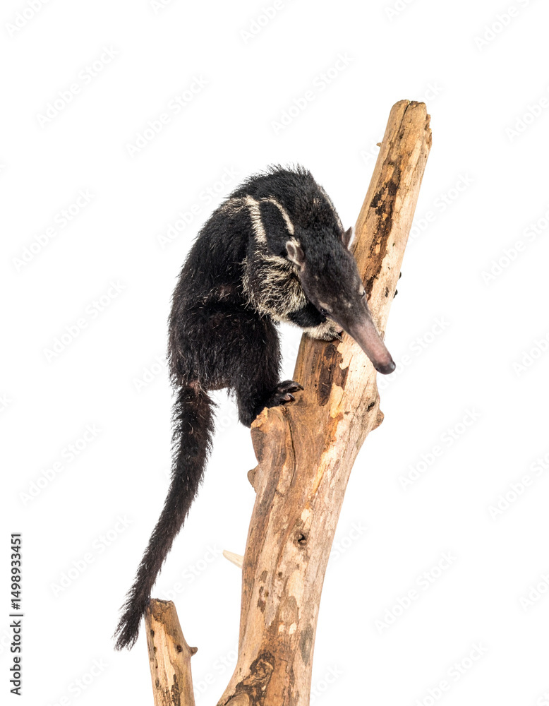 Fototapeta premium Silky Anteater on a Branch