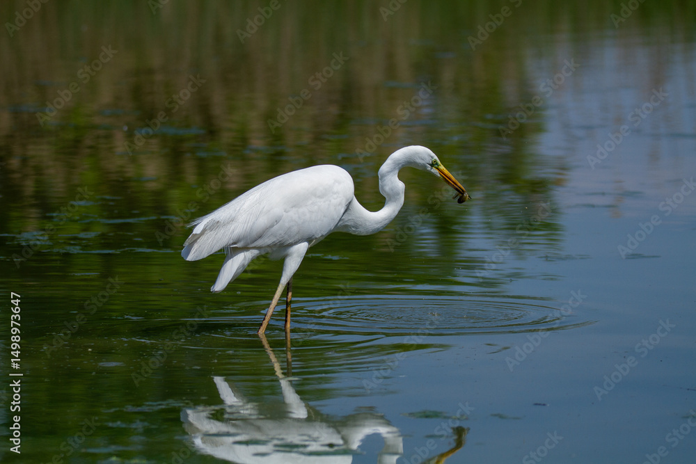 Naklejka premium heron marsh bird fishing fish or amphibians in marshes lakes and rivers in europe