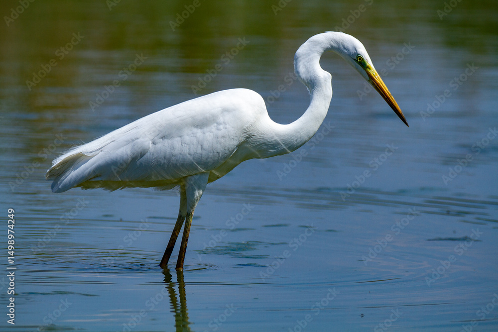 Obraz premium heron marsh bird fishing fish or amphibians in marshes lakes and rivers in europe