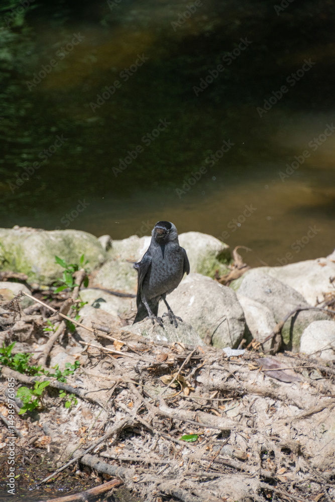 Fototapeta premium A close up of a western-jackdaw