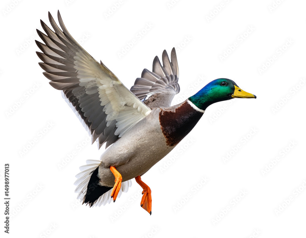 Obraz premium Isolated duck on white background. 