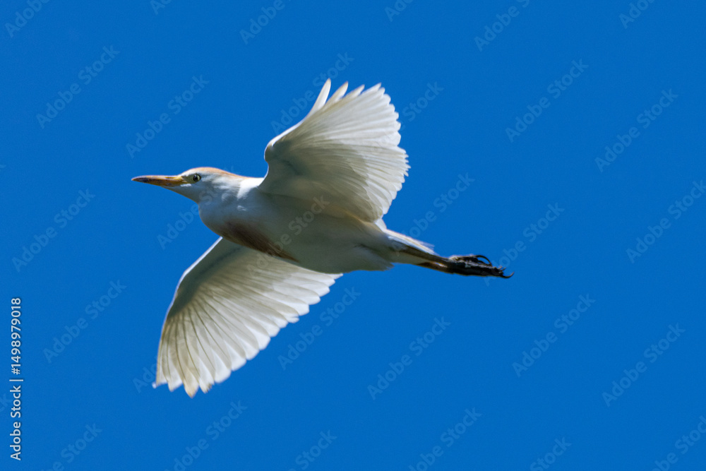 heron marsh bird fishing fish or amphibians in marshes lakes and rivers in europe heron marsh bird fishing fish or amphibians in marshes lakes and rivers in europe