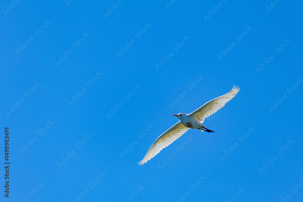 Fototapeta premium heron marsh bird fishing fish or amphibians in marshes lakes and rivers in europe