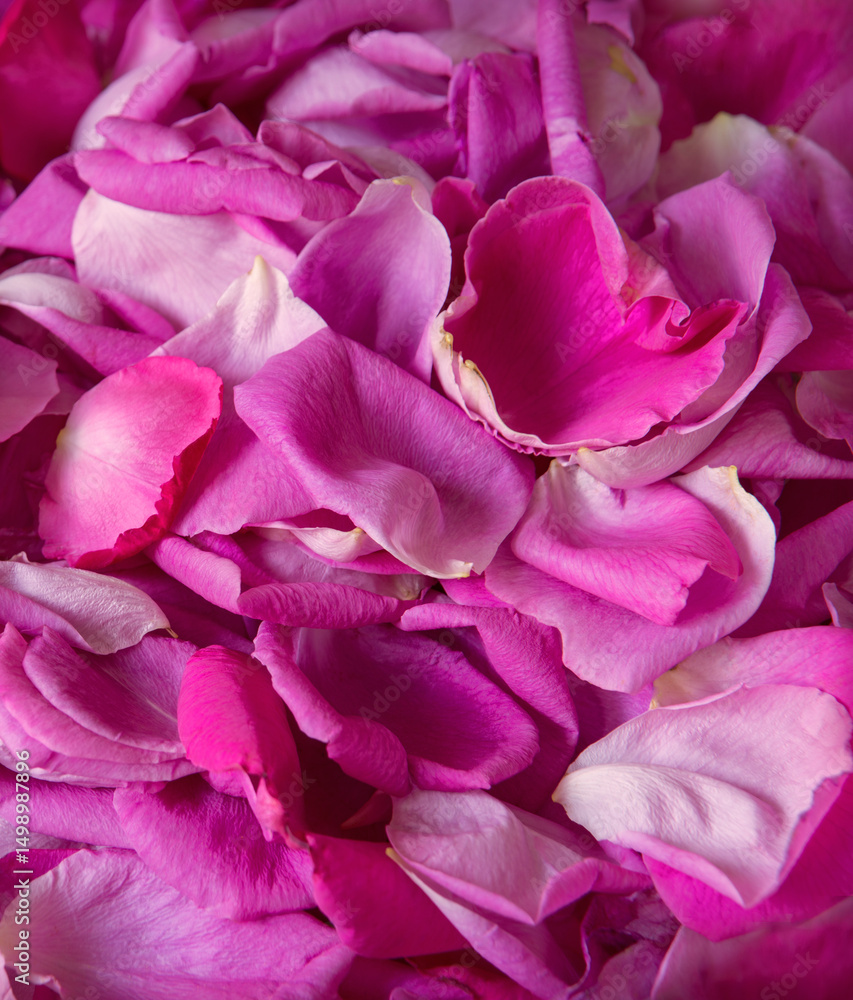 Natural background of rose petals Natural background of rose petals