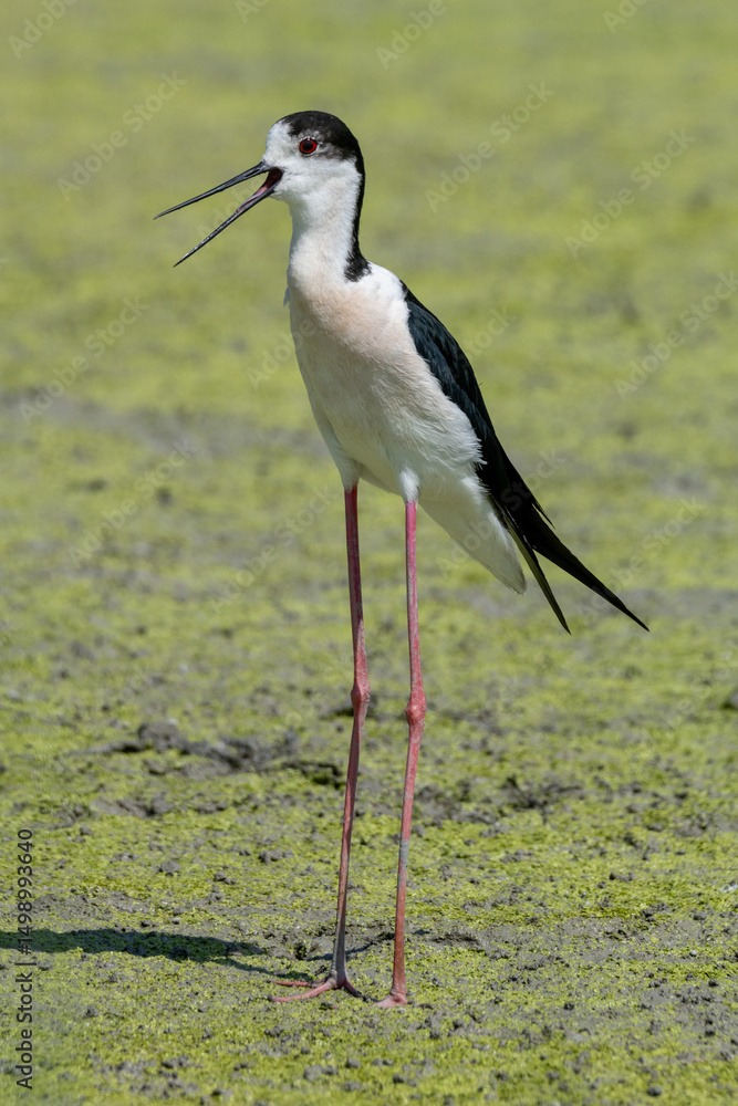 Obraz premium black-winged bird that lives in lakes and rivers in Italy