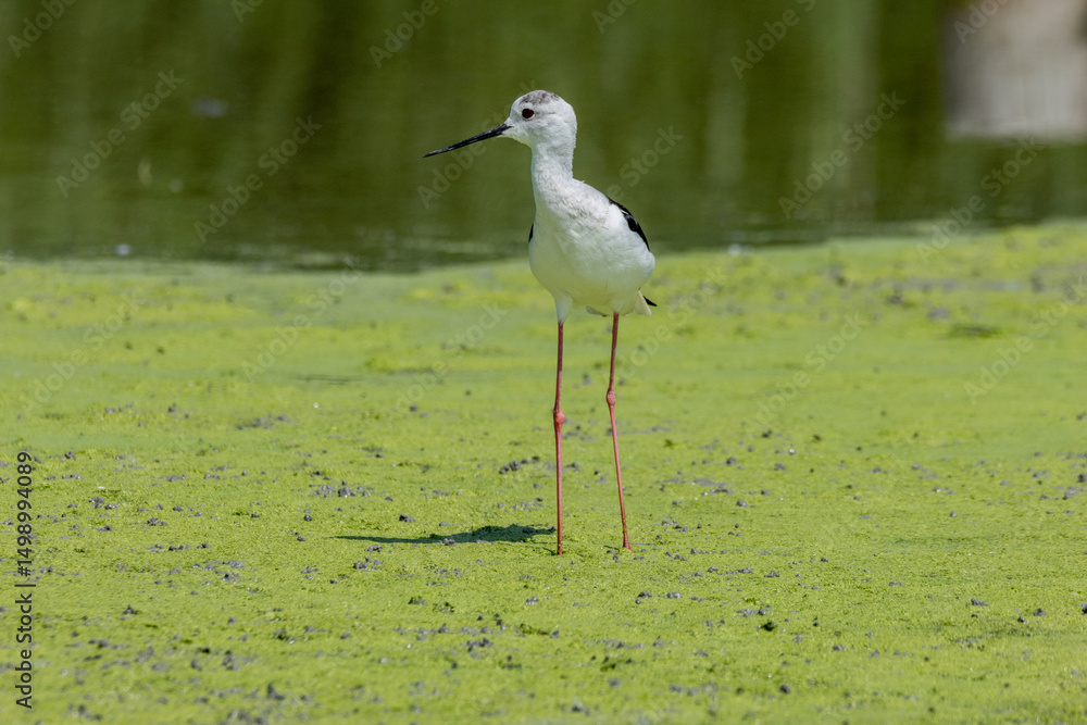 Obraz premium black-winged bird that lives in lakes and rivers in Italy