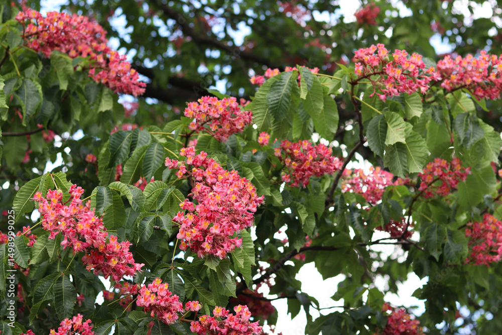 Naklejka premium Red flowers with selective focus. Red horse-chestnut (Aesculus × carnea), a hybrid of two species of horse-chestnut. Close-up of chestnut blossom. Chestnut flowers among green leaves