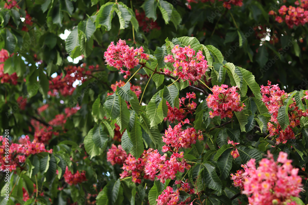 Red flowers with selective focus. Red horse-chestnut (Aesculus × carnea), a hybrid of two species of horse-chestnut. Close-up of chestnut blossom. Chestnut flowers among green leaves Red flowers with selective focus. Red horse-chestnut (Aesculus × carnea), a hybrid of two species of horse-chestnut. Close-up of chestnut blossom. Chestnut flowers among green leaves
