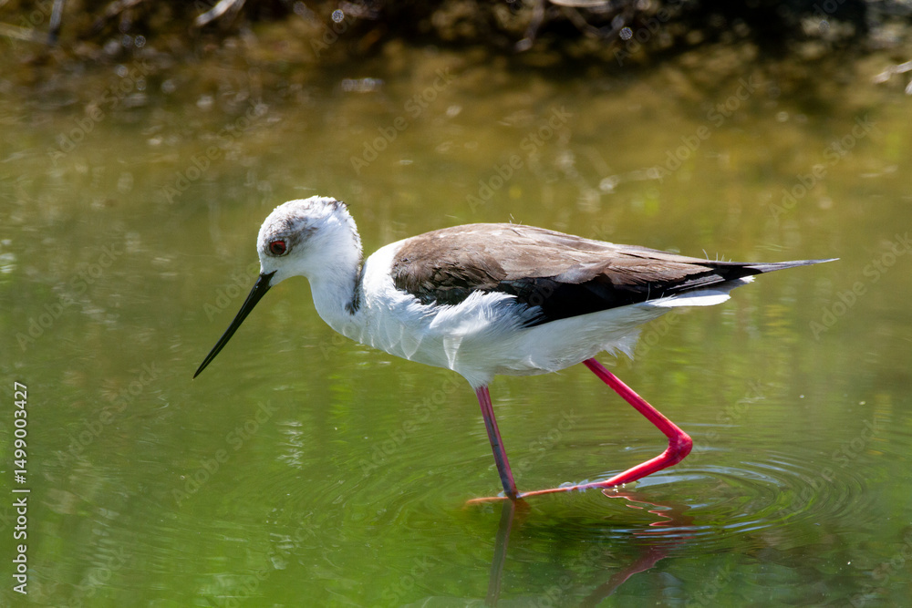 Obraz premium black-winged bird that lives in lakes and rivers in Italy