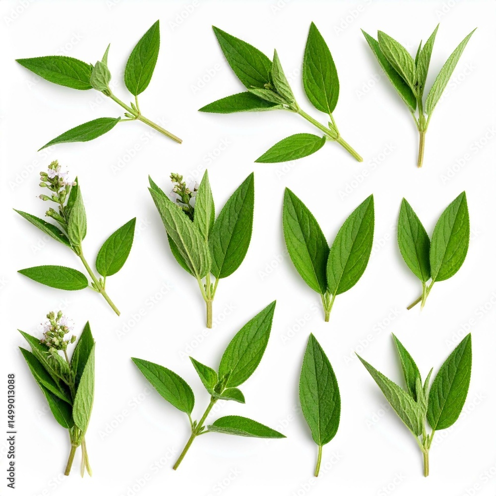 Naklejka premium Chinese medicine, herbal therapy, botanical education