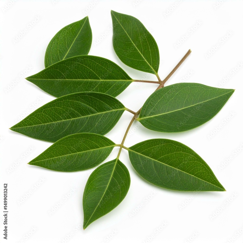 Fototapeta premium Chinese medicine, herbal therapy, botanical education