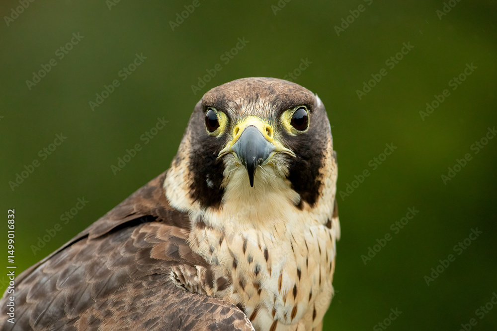 Perergrine Falcon (Falco peregrinus) Perergrine Falcon (Falco peregrinus)