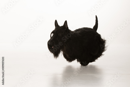 Fotografía scottish terrier on white background