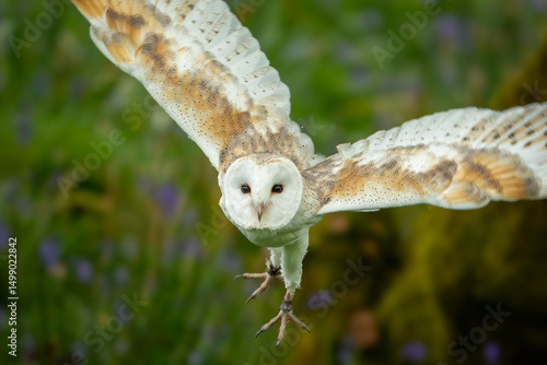 Barn Owl (Tyto alba)
