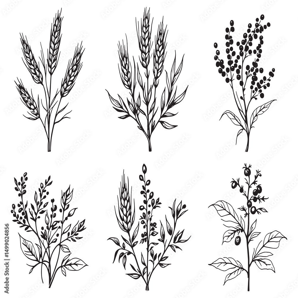 Fototapeta premium organic buckwheat and soybeans farming illustration simple outline