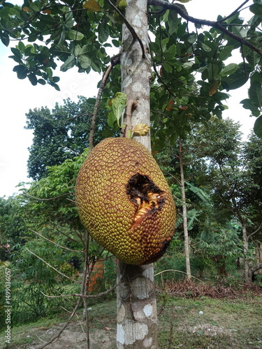 jackfruit in the forest eaten by squirrels.