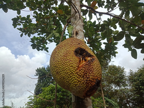 jackfruit in the forest eaten by squirrels.