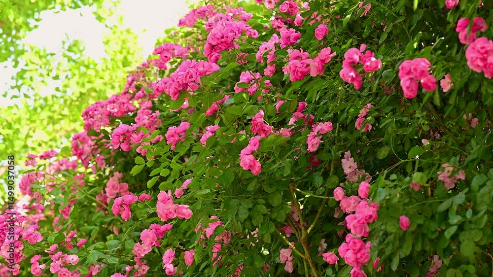 Pink roses swaying in the wind Pink roses swaying in the wind