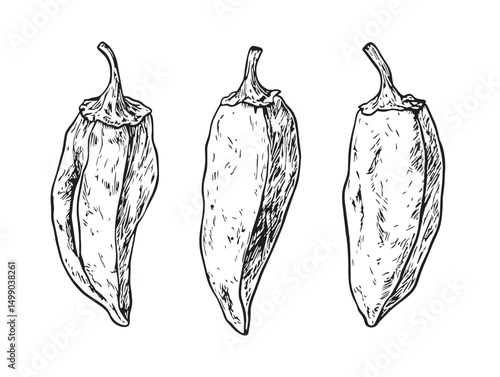 Hand Drawn Chipotle Style Line Art Vector Illustration