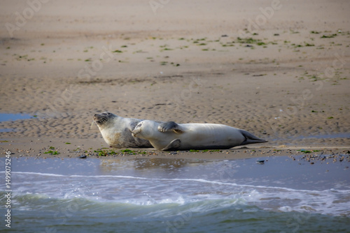 Eierland, De Cocksdorp, Texel, The Netherlands, Oktober 28th, 2024, Two playful seals bask on a warm beach beside gentle waves, enjoying the serene California coastal scenery