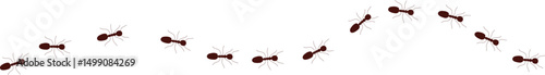 Seamless pattern with ants. Vector illustration. Seamless black ants pattern. Black and white Scandinavian style fauna design