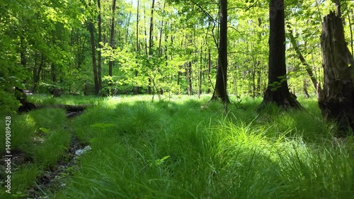 Green summer forest with flowers and grass in morning sunlight.