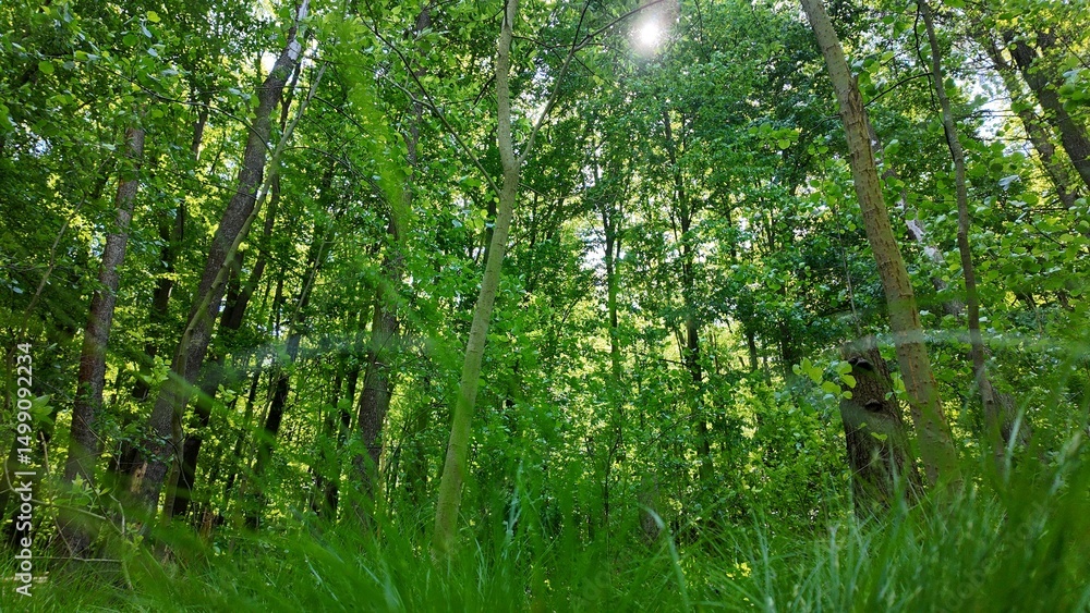 Obraz premium Green summer forest with flowers and grass in morning sunlight.