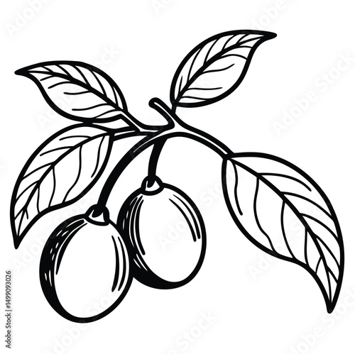 Detailed line art of a lemon branch with elongated lemons and broad, veined leaves. Ideal for packaging, branding, labels, posters, coloring pages, botanical projects, recipe cards, eco prints