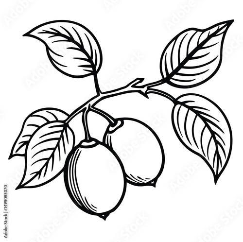 Detailed line art of a lemon branch with elongated lemons and broad, veined leaves. Ideal for packaging, branding, labels, posters, coloring pages, botanical projects, recipe cards, eco prints
